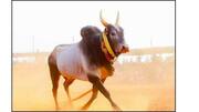 ஜல்லிக்கட்டு வழிகாட்டு நெறிமுறைகள் வெளியீடு!