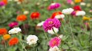 உங்கள் தோட்டத்தில் ஜினியா பூக்களை வளர்க்க ஆசையா? இந்த 5 விஷயங்களை கவனத்தில் கொள்ளுங்கள்!