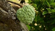 முள் சீத்தா பழம்: நோய் எதிர்ப்பு சக்திக்கு கட்டாயம் தேவை