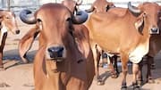 சிக்குன்குனியாவுக்கு முற்றுப்புள்ளி வைக்கிறதா ஆயுர்வேத கோமியம்? 99% வைரஸை அழித்து ஐஐடி ரூர்க்கி விஞ்ஞானிகள் புதிய சாதனை