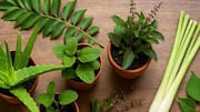 வீட்டுச் செடிகளைப் பராமரிக்க 5 வழிகள்
