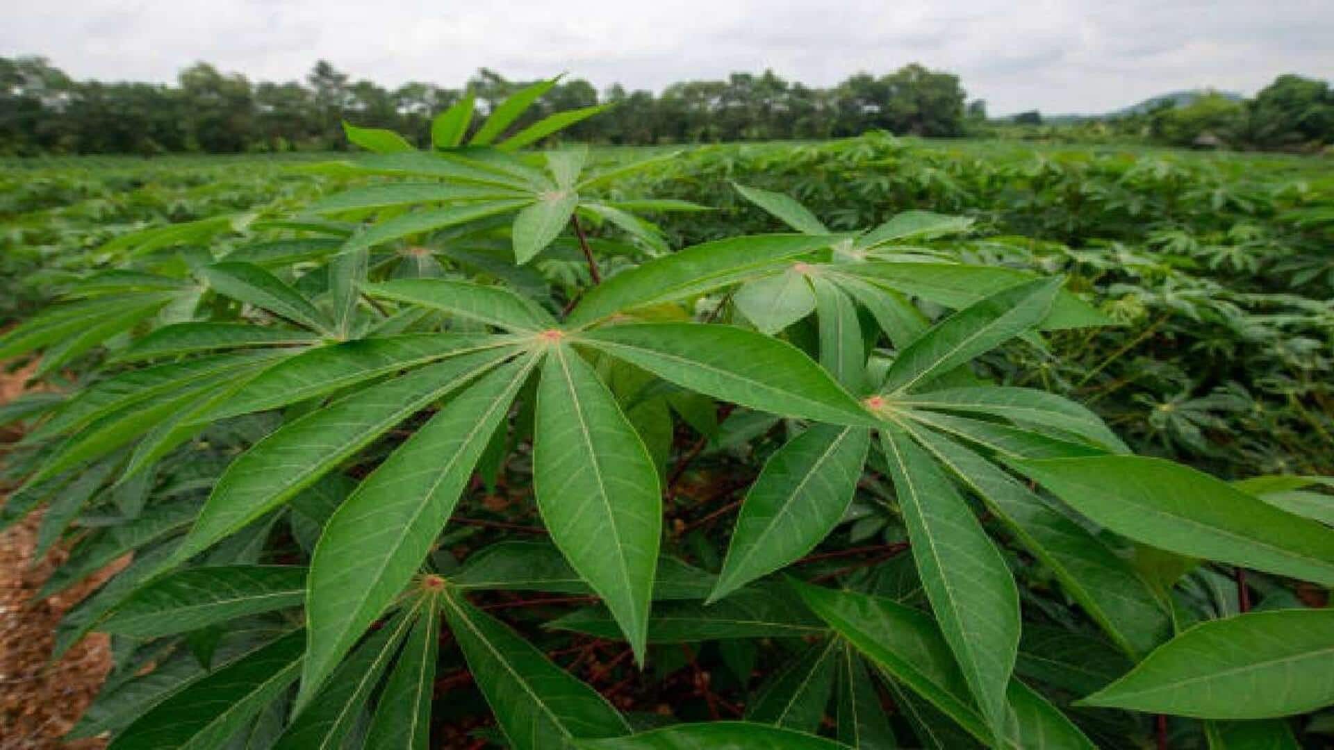 மரவள்ளி கீரை பிடிக்குமா? இந்த ரெசிபிகளைப் பாருங்க!