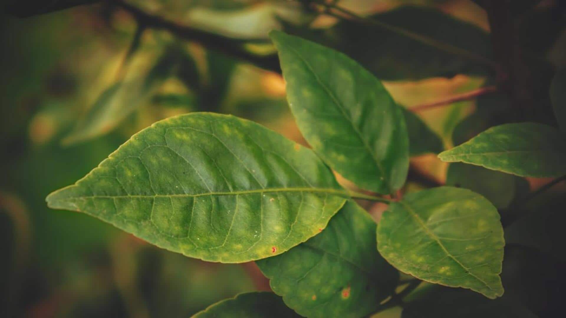 வில்வ இலைகளின் அபாரமான மருத்துவ குணங்கள்: ஆரோக்கியத்திற்கு ஒரு வரப்பிரசாதம்