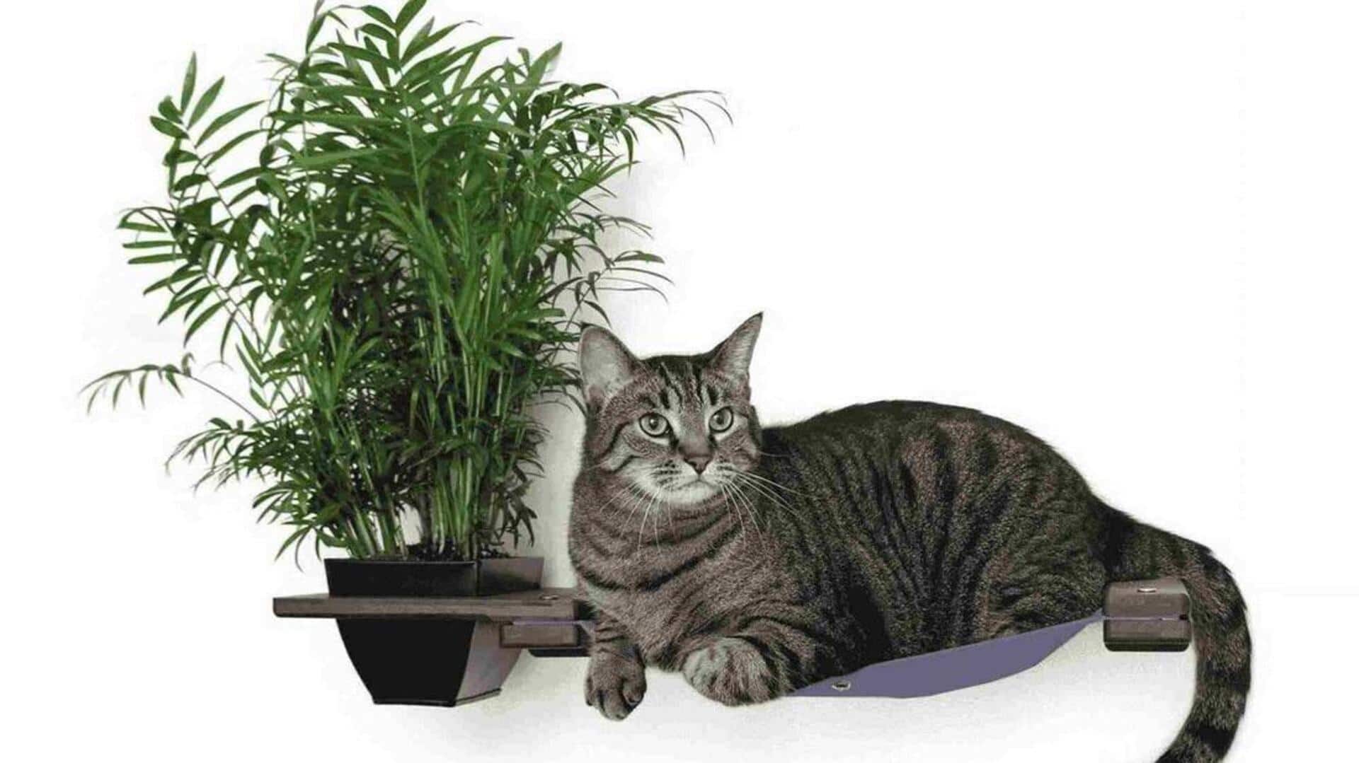 வீட்டிற்குள் கேட்னிப் செடி வளர்ப்பு: சில எளிய குறிப்புகள் மற்றும் வழிமுறைகள்