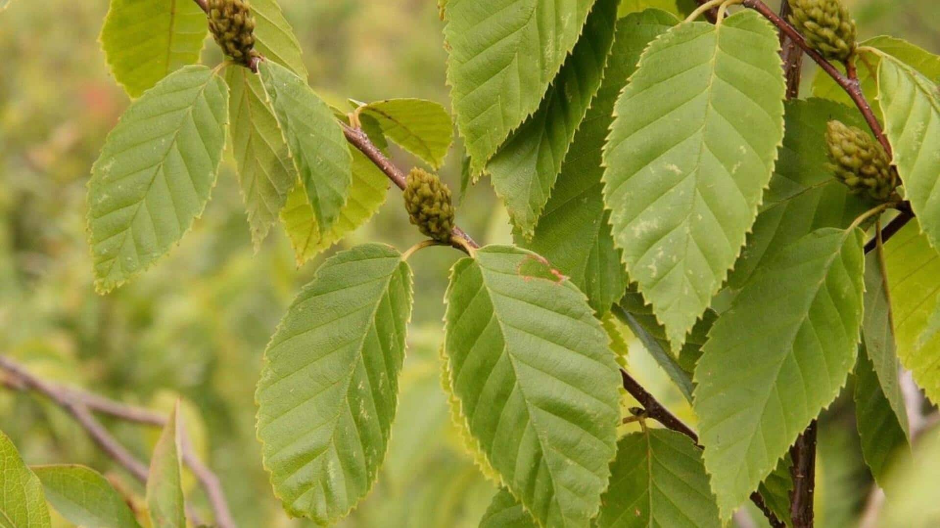 இனிப்பு பிர்ச் இலைகள்: 5 ஆச்சரியமூட்டும் பயன்கள்