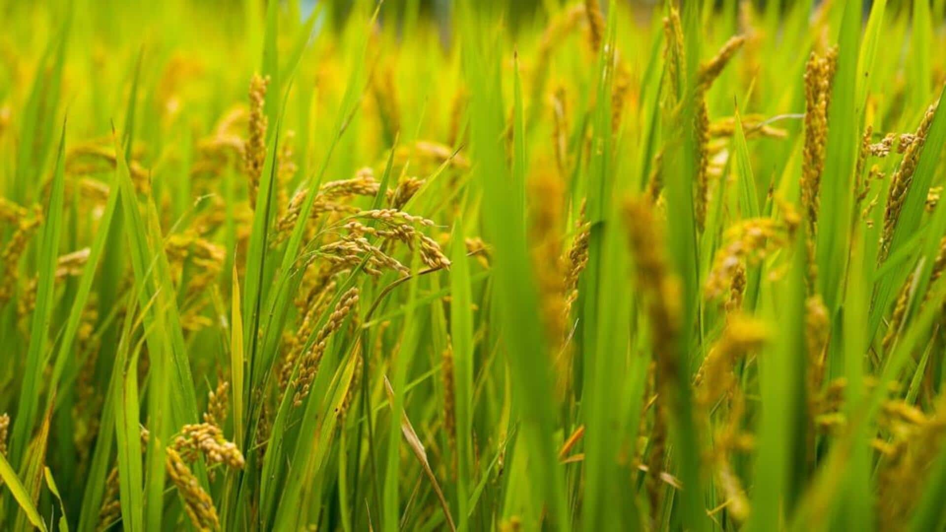 சீனாவை பின்னுக்குத் தள்ளியது இந்தியா; உலக அரிசி ராஜாவாக மகுடம் சூடி சாதனை