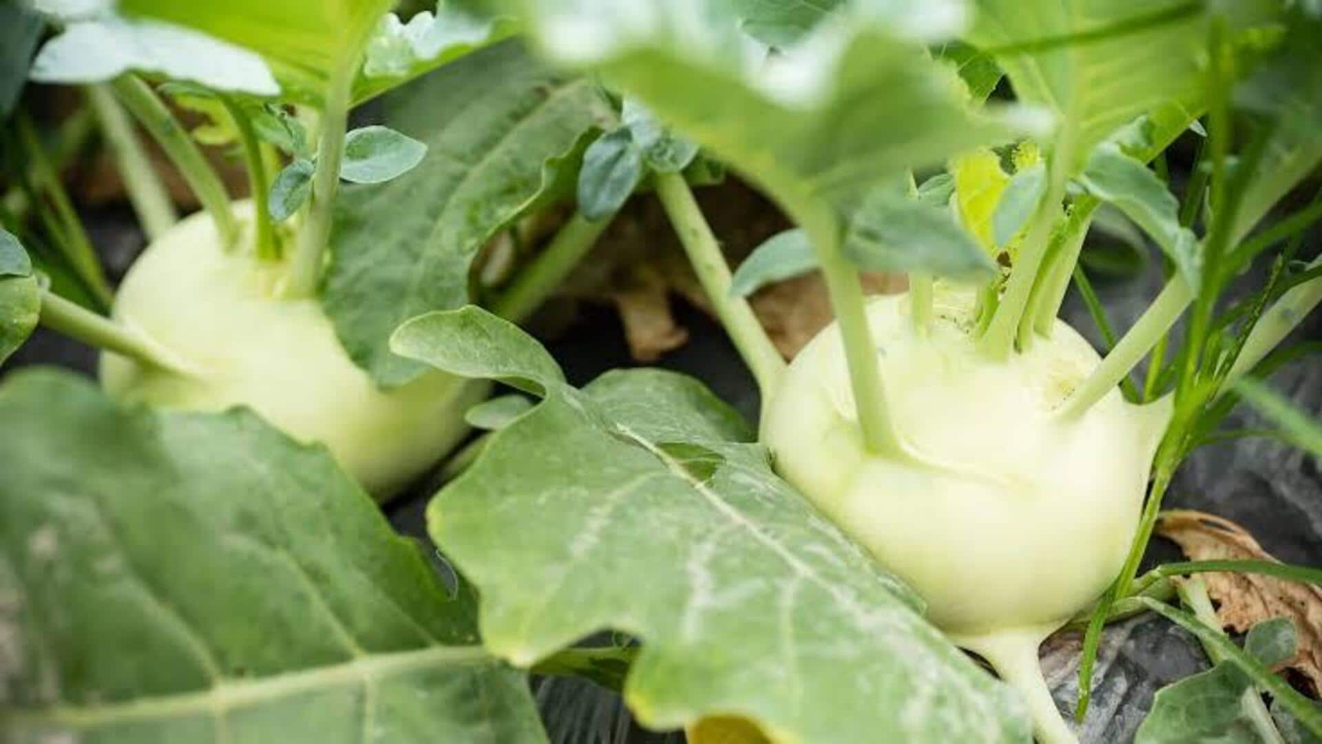 கோல்ராபியை பிடிக்குமா? இந்த ரெசிபிகள் உங்களுக்கு ரொம்ப பிடிக்கும்!
