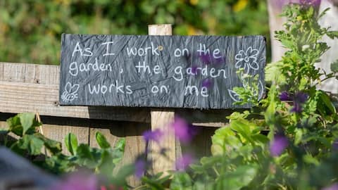 செடிகள் மூலம் மன அழுத்தத்தை குறைப்பது எப்படி? இதோ 5 சிம்பிள் டிப்ஸ்!