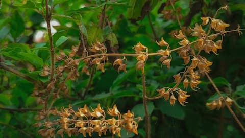 வீட்டுக்குள் துளசி வளர்ப்பு: சுலபமான வழிகள் மற்றும் குறிப்புகள்