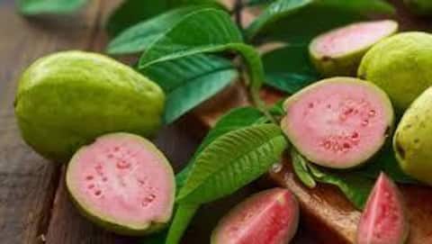 கொய்யா நல்லதுதான், ஆனால்... இந்த உடல்நல பிரச்சினை உள்ளவர்கள் சாப்பிடுவதில் கவனமாக இருங்கள்