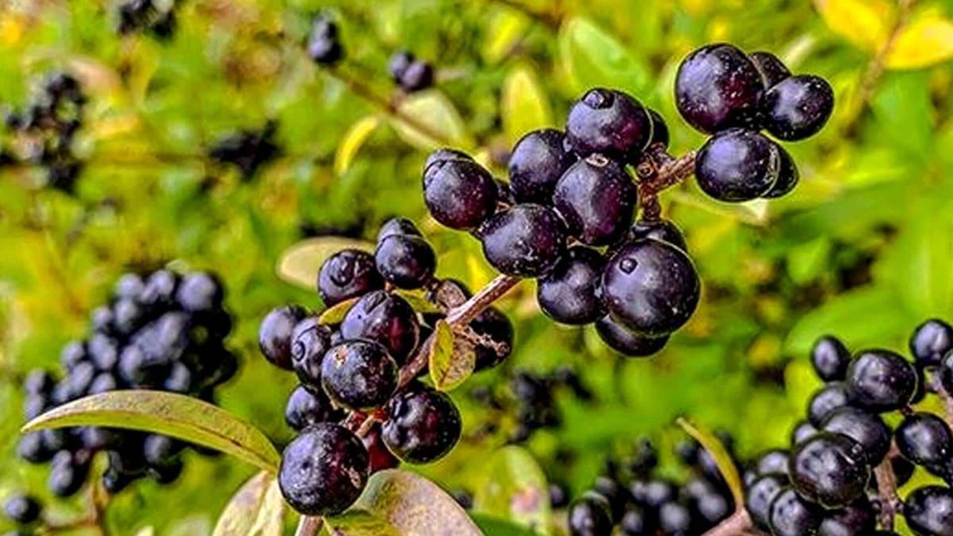 மாக்கி பெர்ரி: உங்கள் சமையலறையில் கட்டாயம் இருக்க வேண்டிய சூப்பர்ஃபுட்!