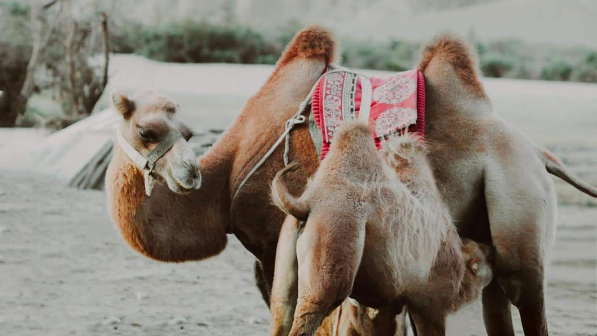 ஒட்டகப்பாலில் டீ குடிப்பது உடம்பிற்கு நல்லதா? ஆச்சரியமூட்டும் உண்மைகள்