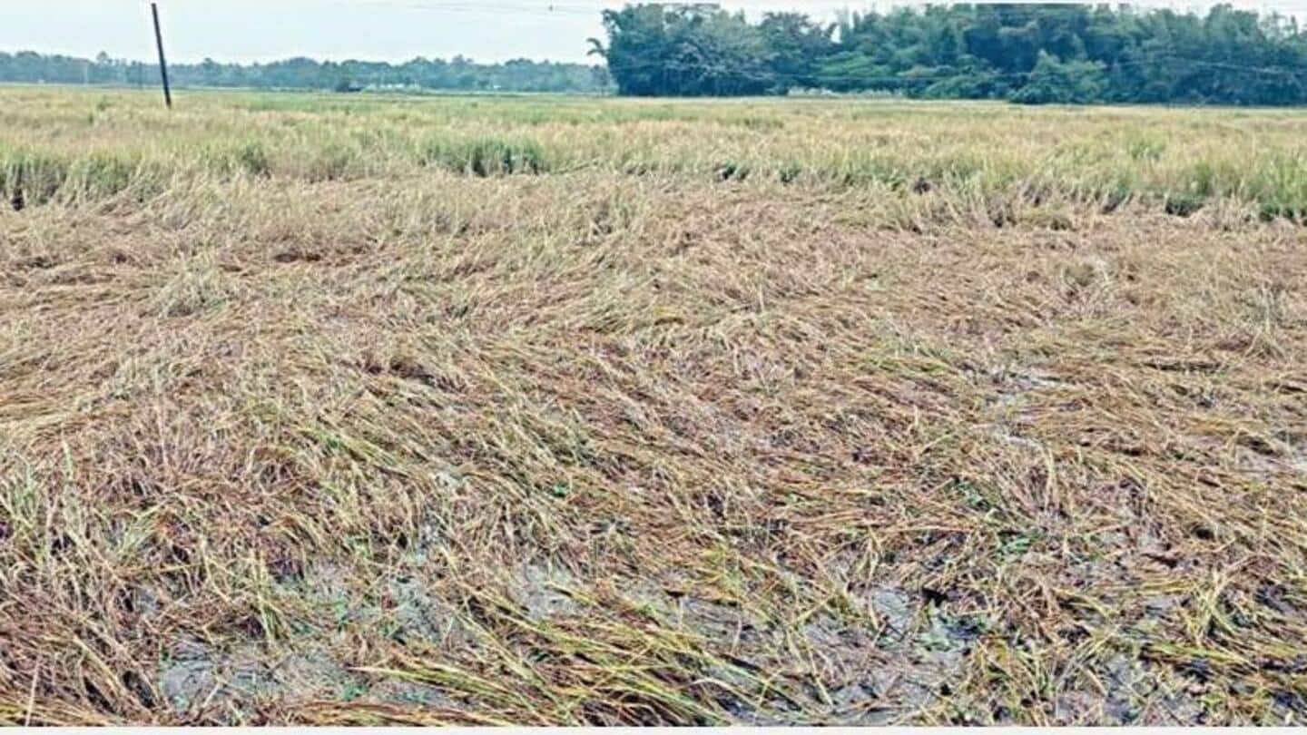 கனமழை காரணமாக டெல்டா மாவட்டங்களில் நெல் அறுவடை பாதிப்பு - விவசாயிகள் கவலை
