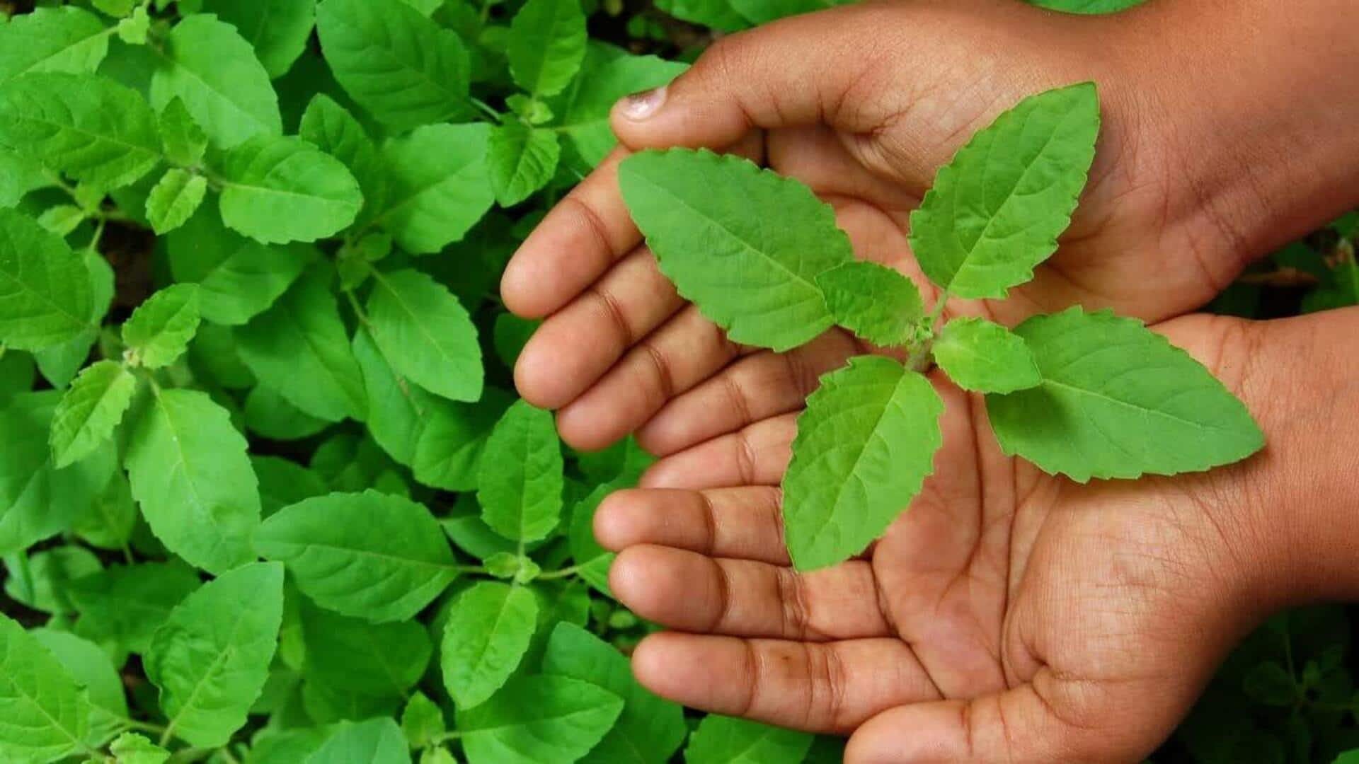 துளசி பிரியர்களே, இந்த உணவுகளை இன்று முயற்சி செய்யுங்கள்