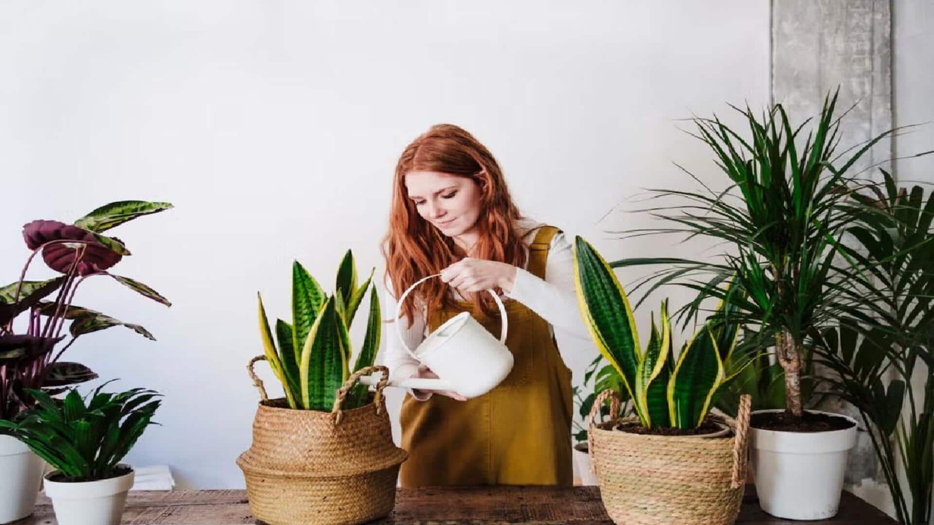 வீட்டுக்குள் வளர்க்கப்படும் ஸ்நேக் செடிகள் செடியைப் பராமரிப்பது எப்படி?