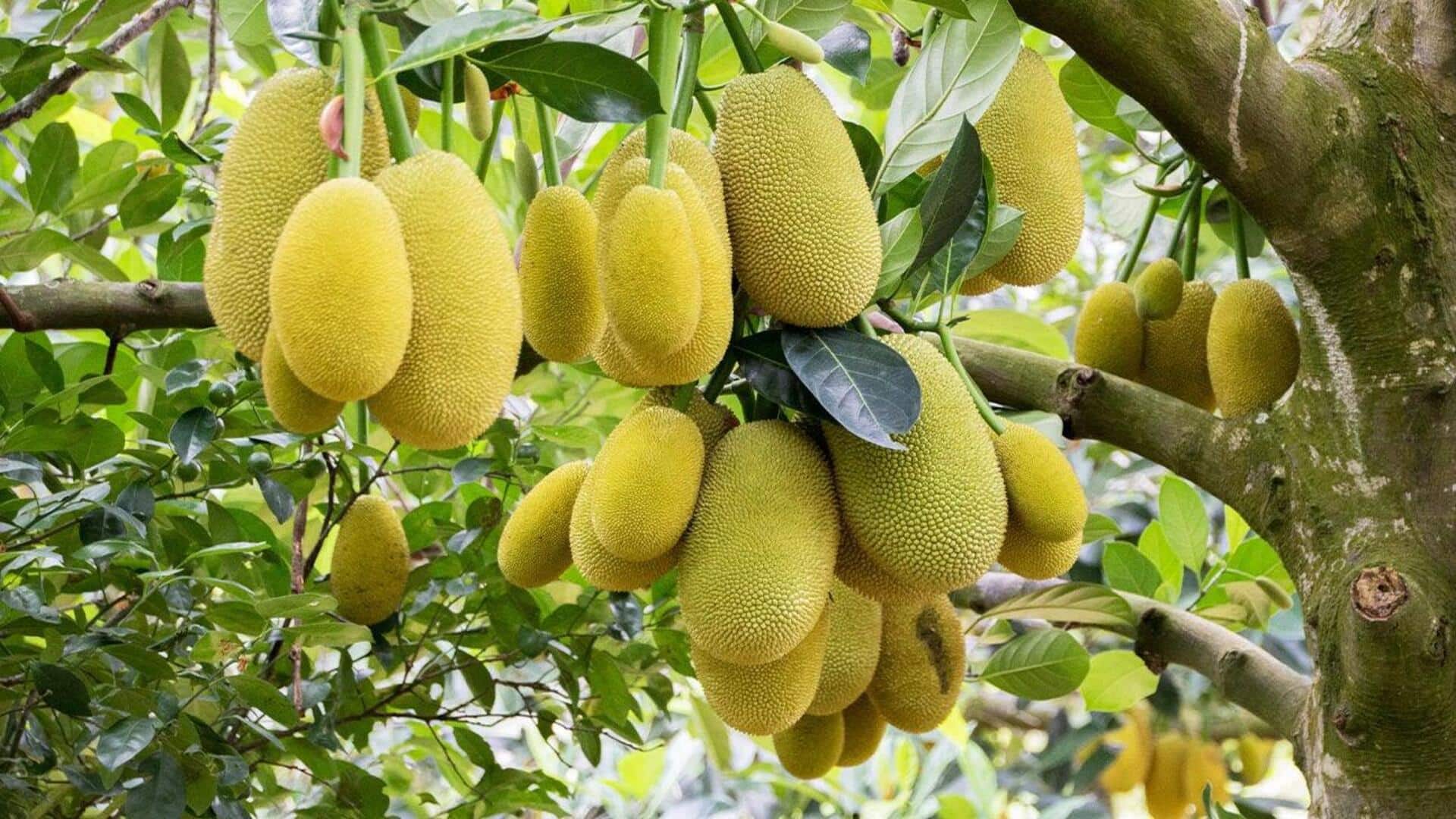 பச்சை பலாப்பழத்தின் (பலாக்காய்) வியக்கவைக்கும் ஆரோக்கிய நன்மைகள்!