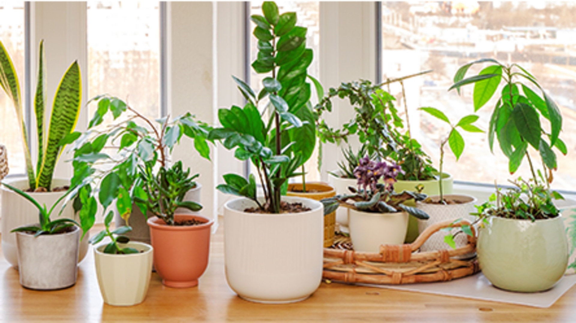 வீட்டுக்குள் பூச்சித் தொல்லையா? இந்தப் செடிகள் விரட்ட உதவும்!