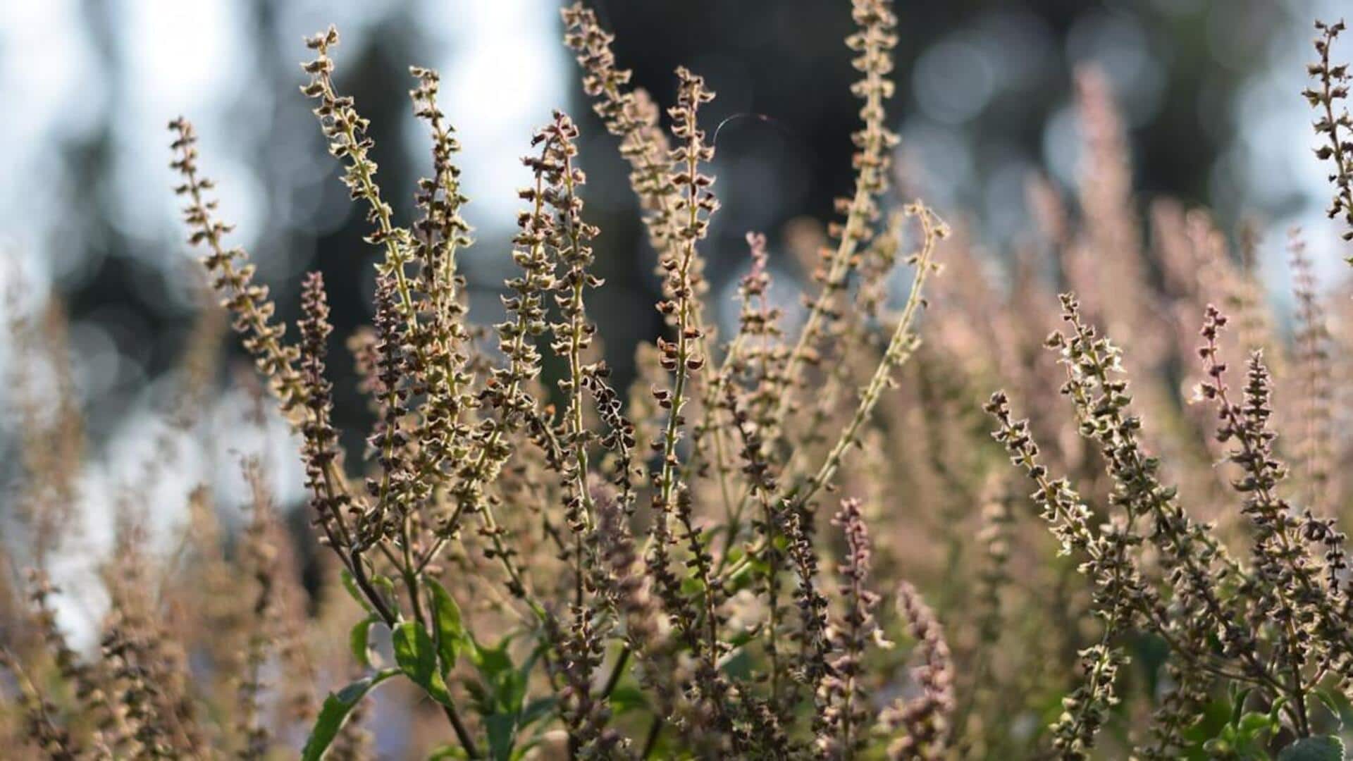 சியா விதைகளை விட இது மேலானது! உடல் சூட்டை தணித்து எடையை குறைக்கும் துளசி விதைகள்