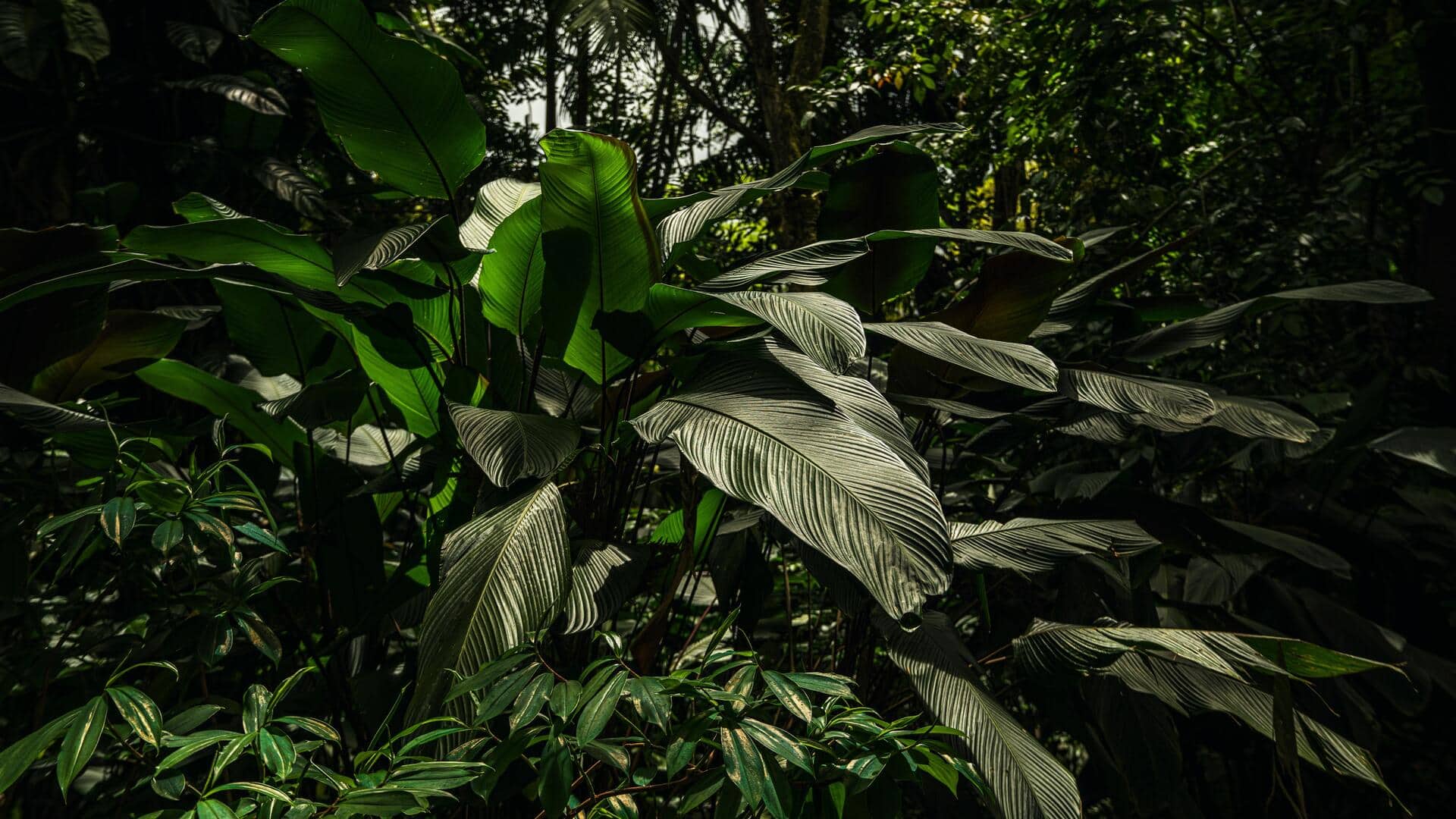 வீட்டிலேயே ஏலக்காய் வளர்ப்பது ரொம்ப ஈசி தெரியுமா?