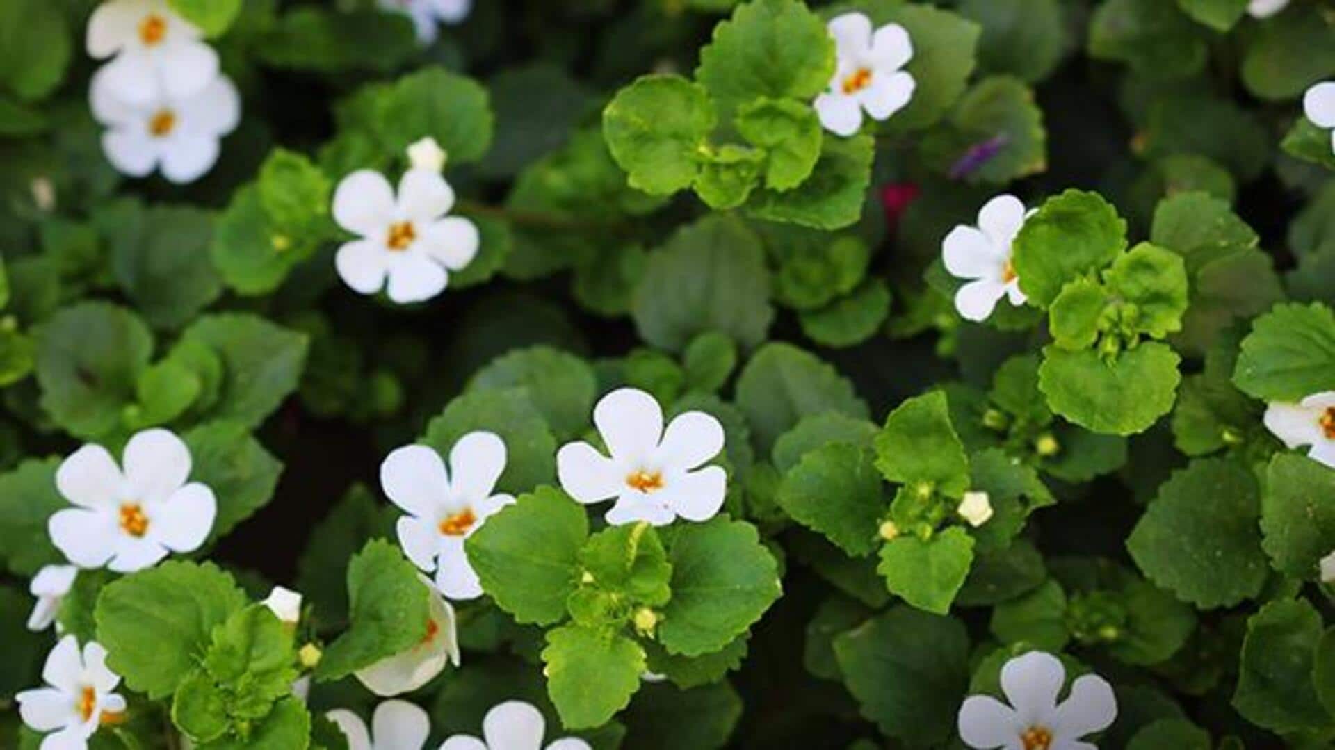 பிரம்மியின் வியக்க வைக்கும் ஆரோக்கிய நன்மைகள்