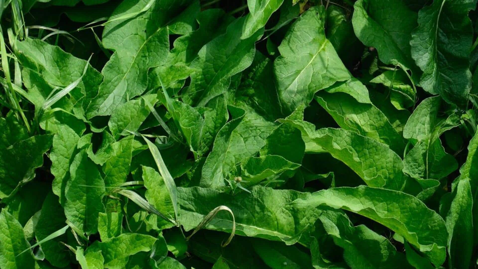 புளிச்சகீரையை சாதாரணமா நினைக்காதீங்க! இதய ஆரோக்கியம் முதல் பளபளக்கும் தோல் வரை; உணவில் சேர்க்கும் ரகசிய முறைகள்