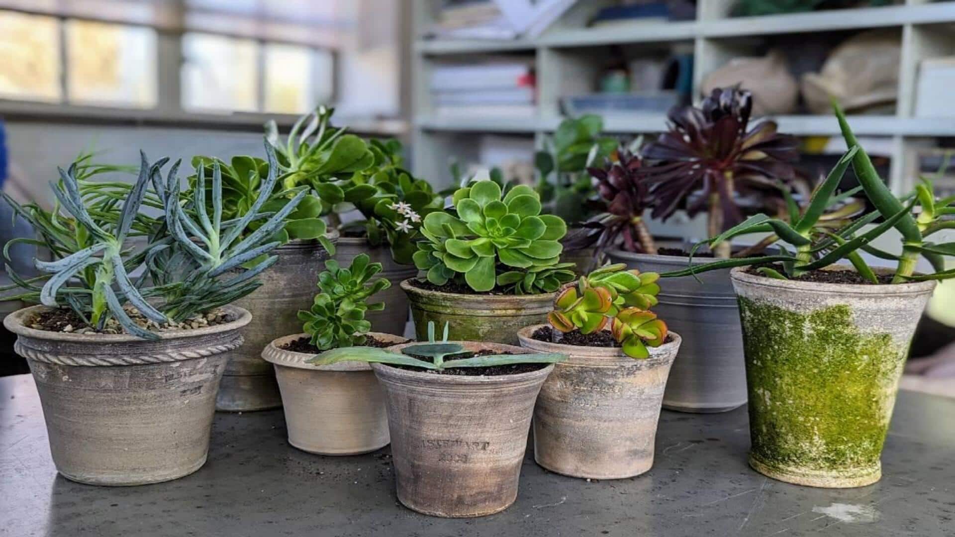 வீட்டிற்குள் வளர்க்கப்படும் சக்குலண்ட்ஸ் செடிகள்: தண்ணீர் ஊற்ற உதவும் 5 சூப்பர் டிப்ஸ்