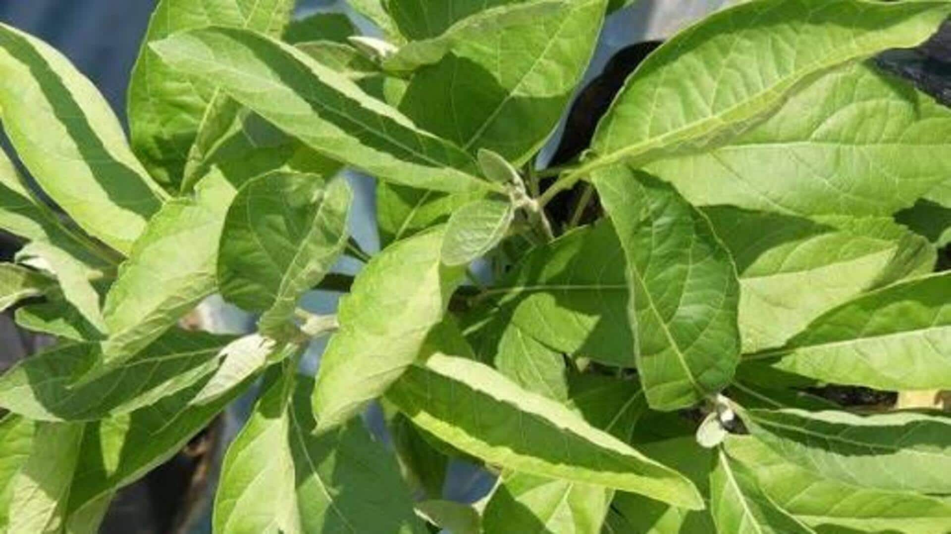 ஆப்பிரிக்க பிட்டர் லீப்பின் 5 அற்புதமான ஆரோக்கிய நன்மைகள்!