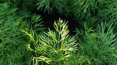 சாதாரண உணவையும் 'ஸ்பெஷல்' ஆக்கும் சோம்புக் கீரை! சூப் முதல் பிலாவ் வரை.. அசத்தலான 5 ரெசிபிகள் இதோ