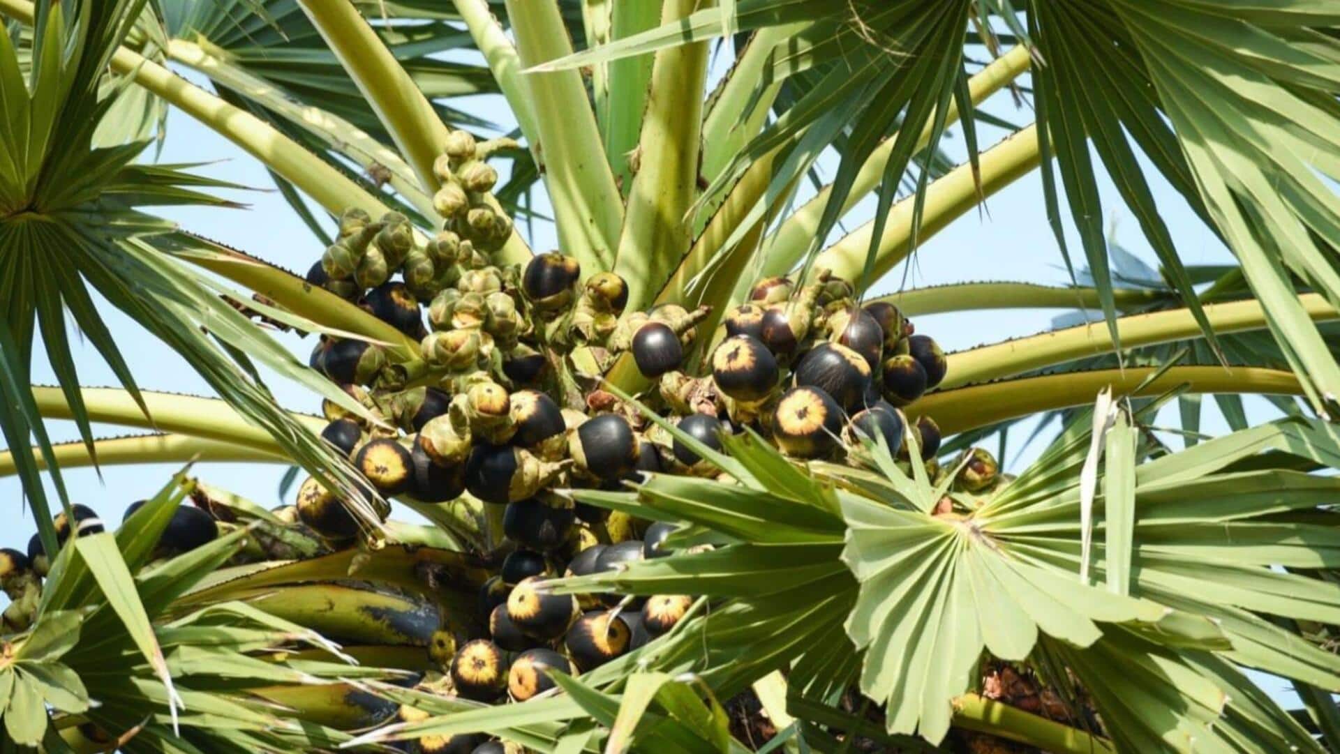 பனை மரத்தின் தனித்துவமான பழங்கள்: சுவையான உணவுகளைத் தயாரிக்கும் முறைகள்!