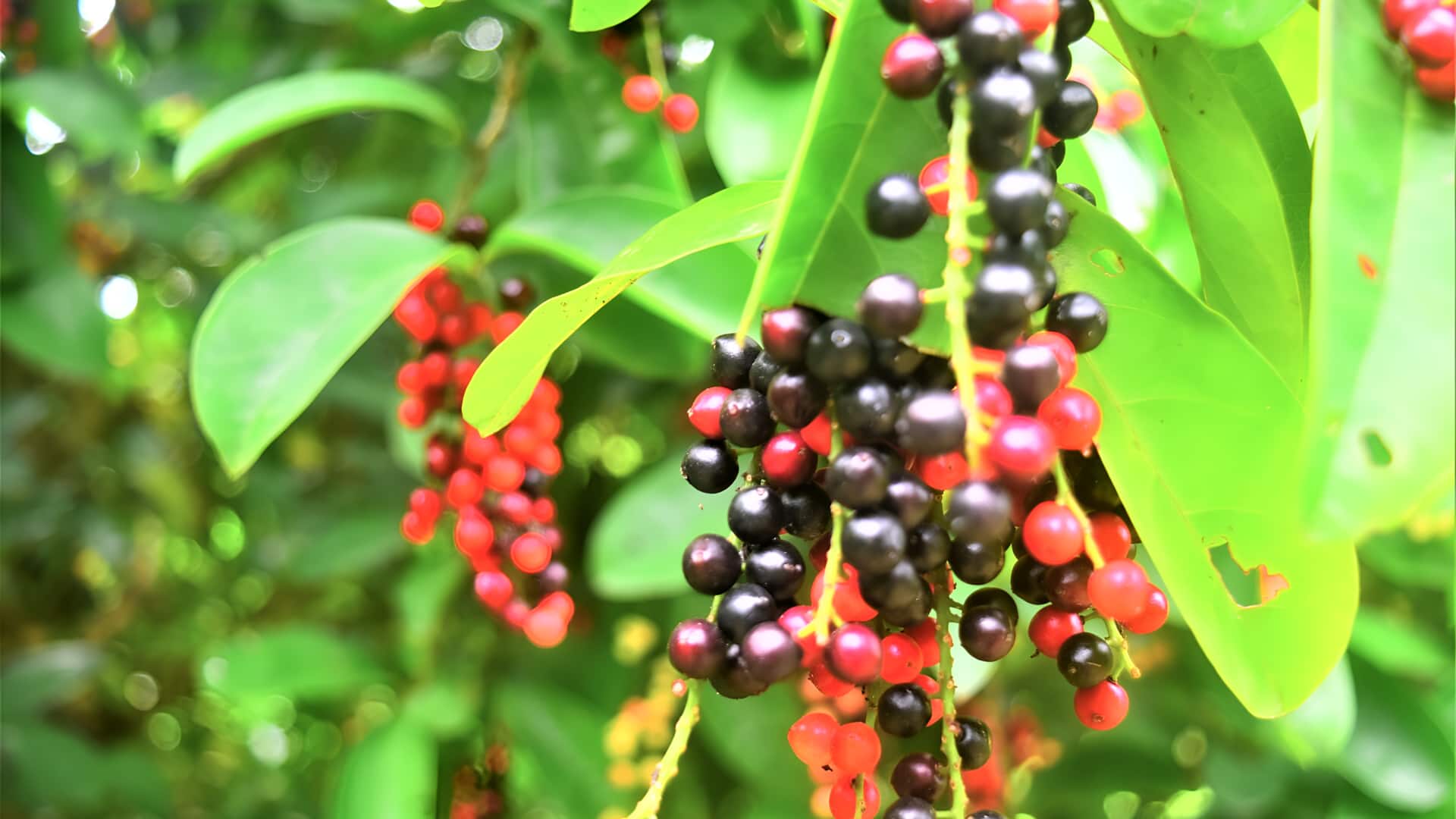 பிக்னாய் பழத்தின் அசத்தலான ஆரோக்கிய நன்மைகள்