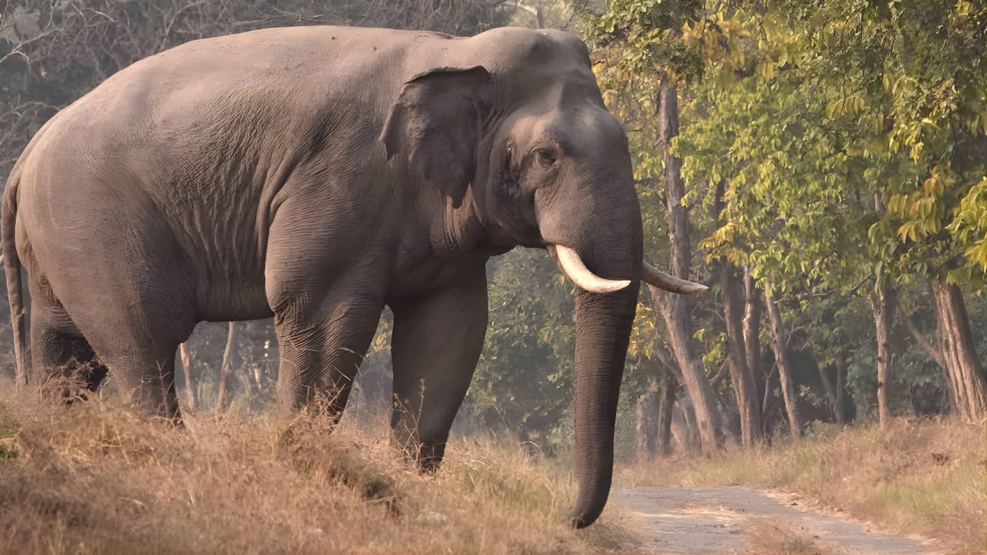 அசாம் ரயில் விபத்து: ராஜ்தானி எக்ஸ்பிரஸ் மோதி 8 யானைகள் பலி, 5 பெட்டிகள் தடம் புரண்டன