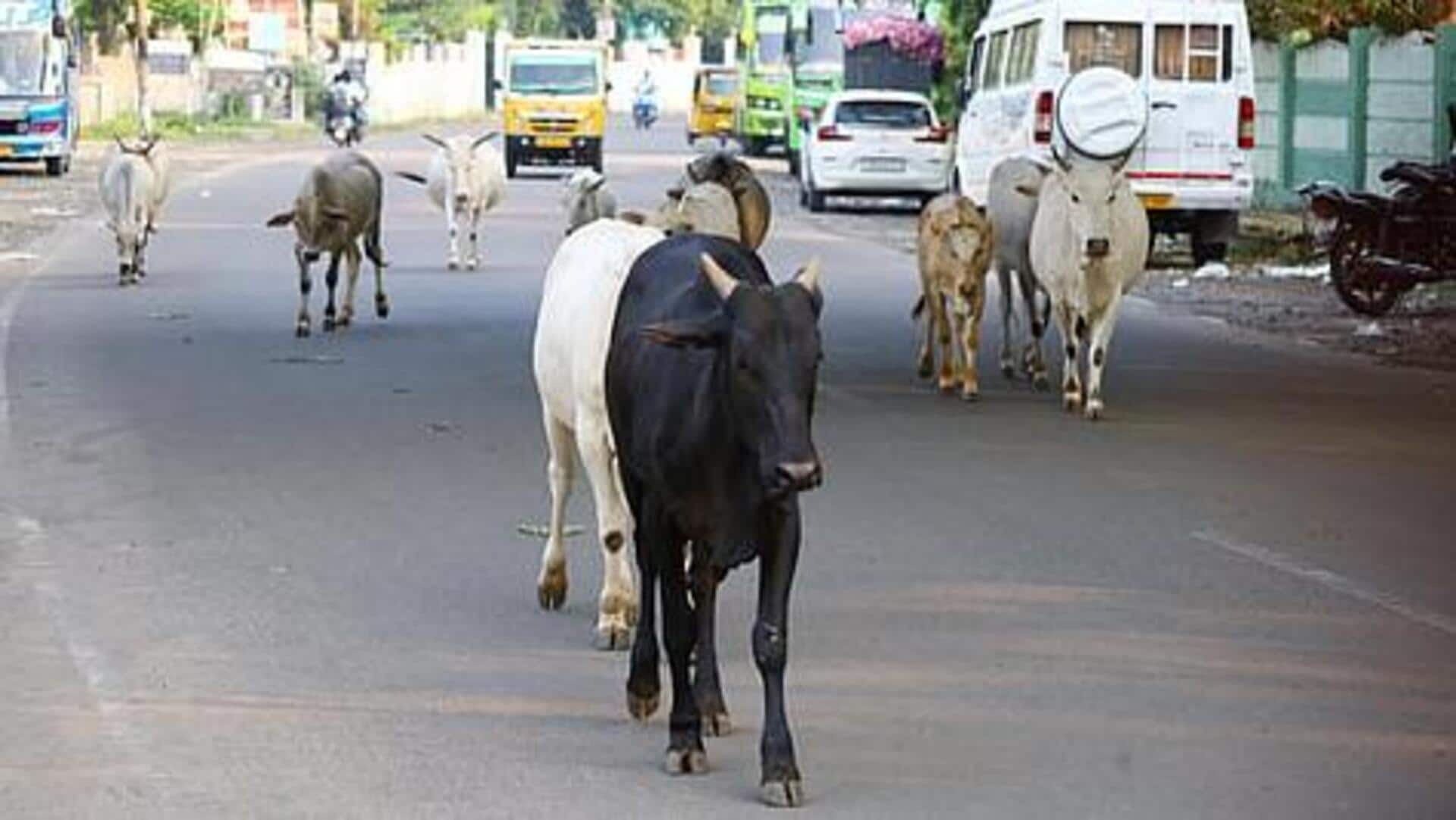 சாலைகள், நெடுஞ்சாலைகளில் திரியும் கால்நடைகளை கட்டுப்படுத்த உச்ச நீதிமன்றம் கூறிய வழிமுறைகள் என்ன?