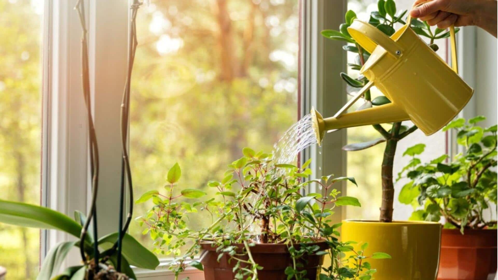 உங்கள் வீட்டு செடிகள் செழிப்பாக வளர தண்ணீர் எவ்வளவு ஊற்ற வேண்டும்? எப்போது ஊற்ற வேண்டும்?