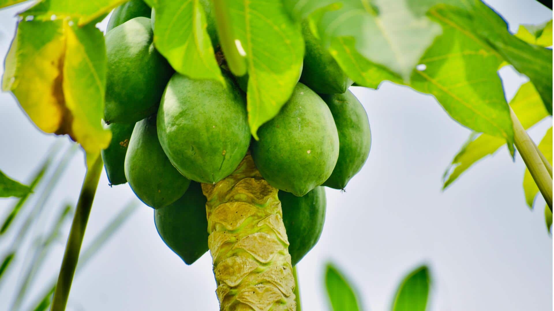 செரிமானத்தை ஆரோக்கியமாக வைத்திருக்க உதவும் பப்பாளி காய்