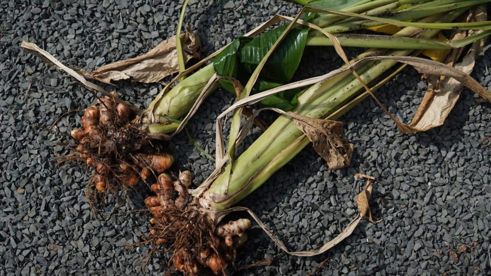 கிழங்கை விட இலைக்குத்தான் மணம் அதிகம்! மஞ்சள் இலையை வைத்து இப்படி சமைக்கலாமா? இதோ 5 ரகசிய ரெசிபிகள்