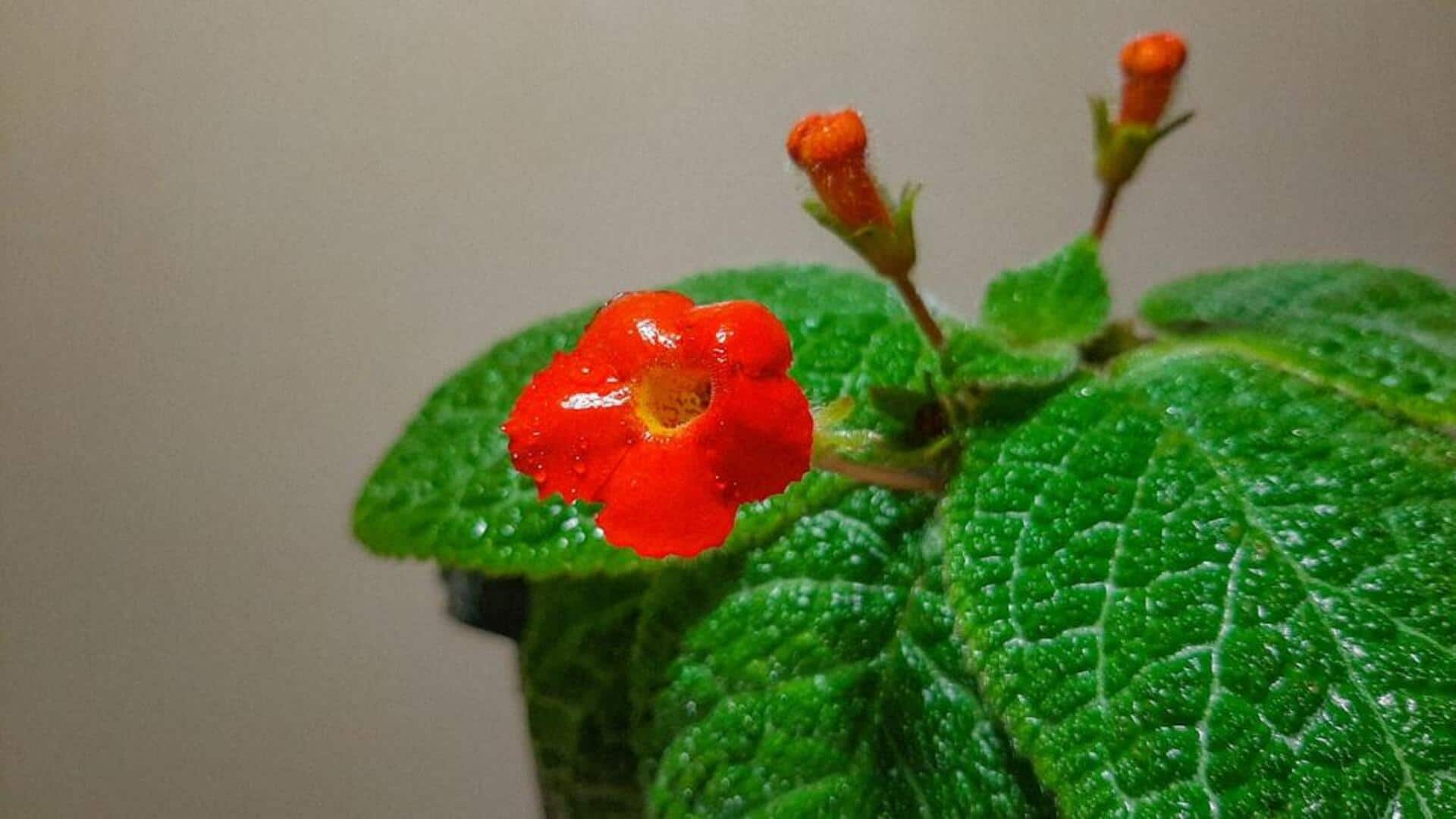 இண்டோர் கார்டனிங் 101: எபிசியா வளர்ப்பதற்கான குறிப்புகள்