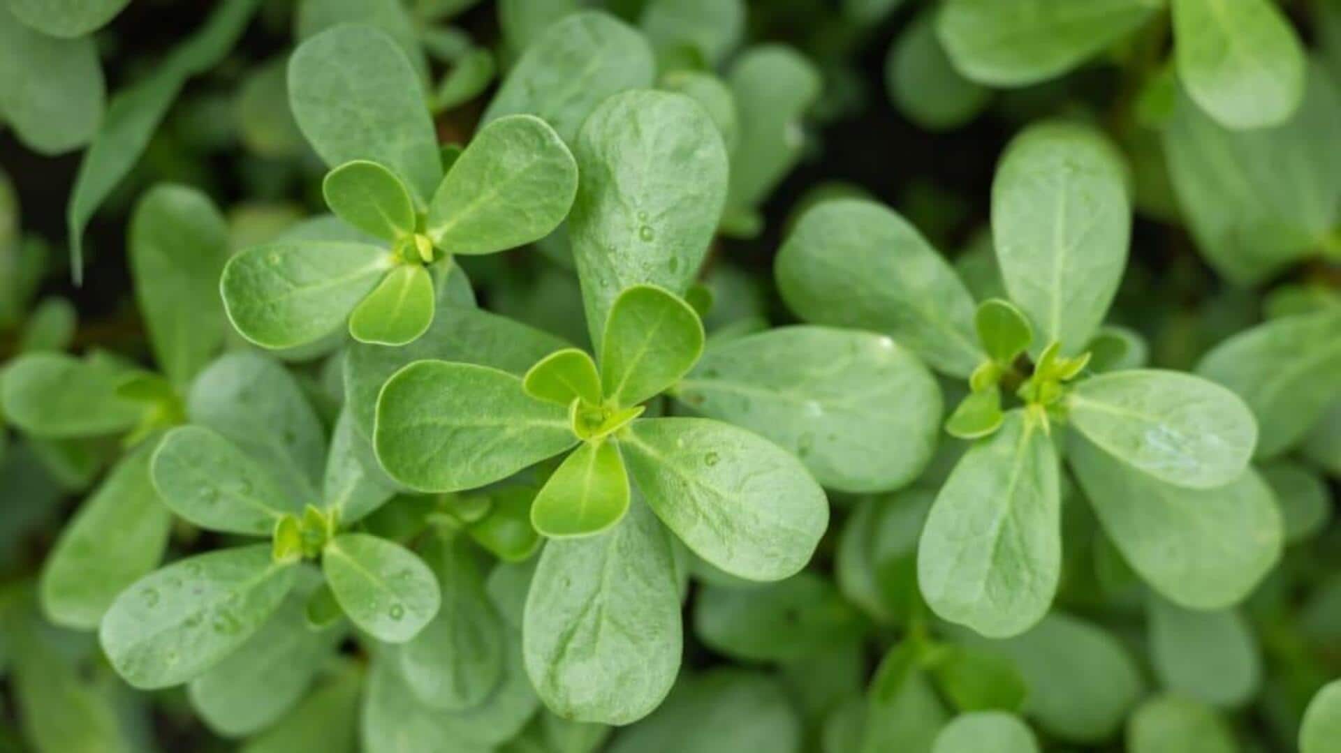 செம்மூங்கில் கீரை: உங்கள் உணவில் கட்டாயம் சேர்க்க வேண்டிய ஒரு சூப்பர்ஃபுட்