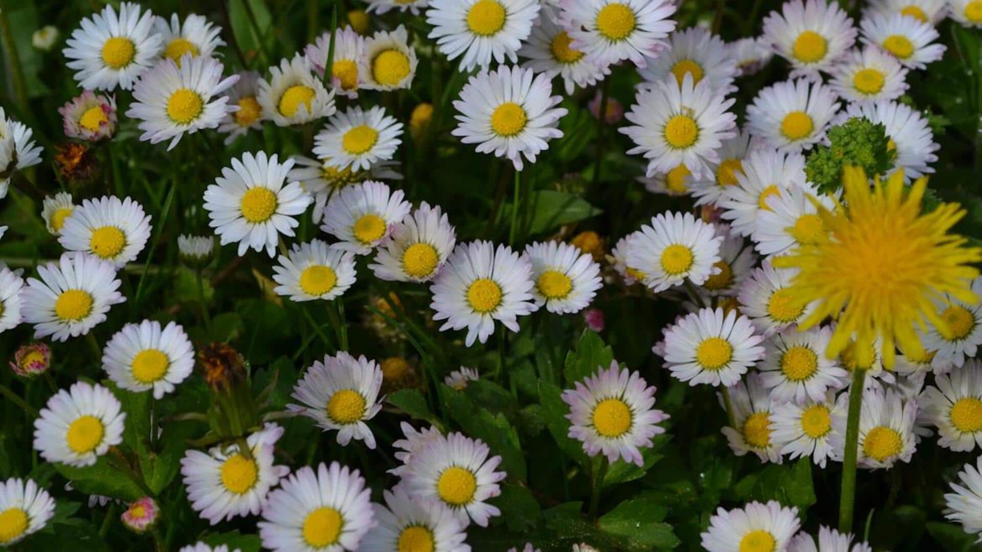 வீட்டு தோட்டக்கலை 101: கெமோமில் செடி வளர்க்க டிப்ஸ்