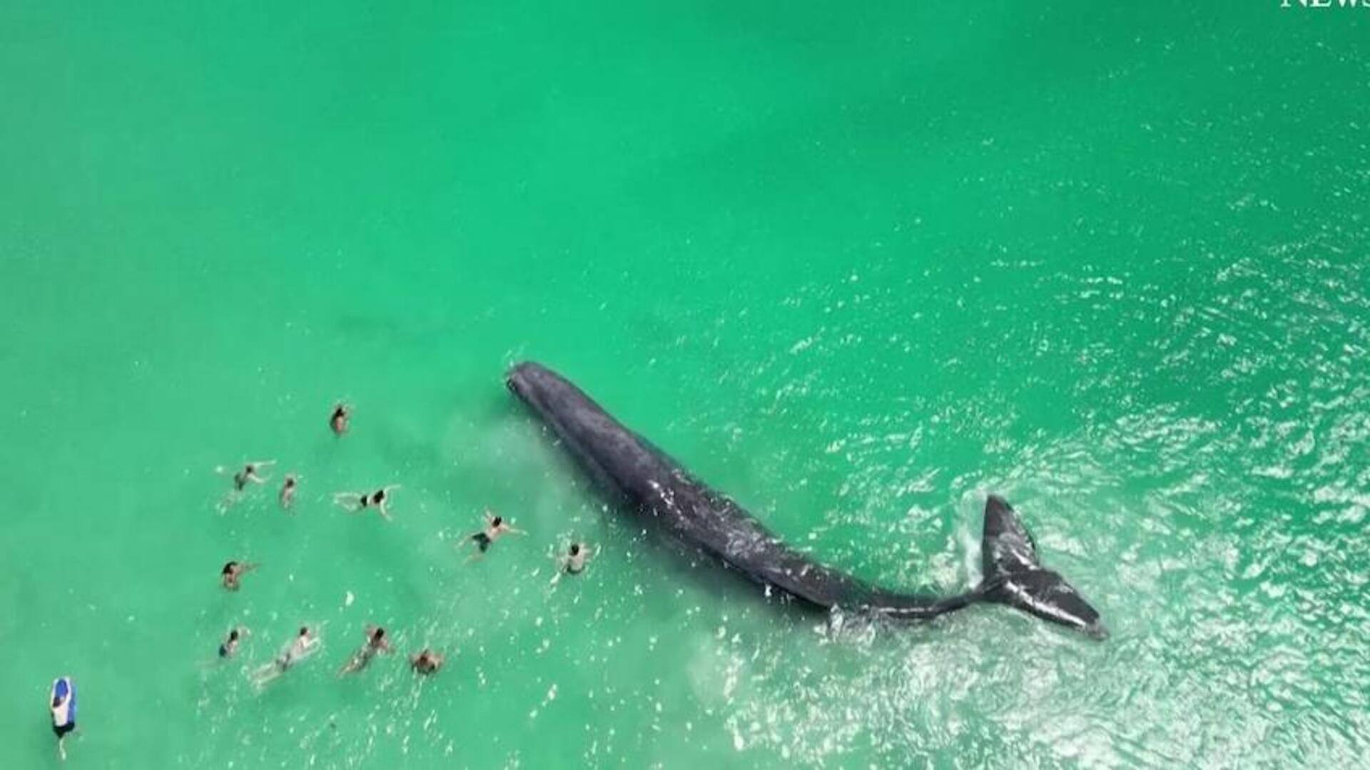 பொதுமக்களுடன் நீந்திய வைரல் திமிங்கலம் ஆஸ்திரேலிய கடற்கரையில் இறந்தது