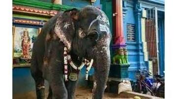 புதுச்சேரி மணக்குள விநாயகர் யானை தந்தம் முதல்வரிடம் ஒப்படைப்பு