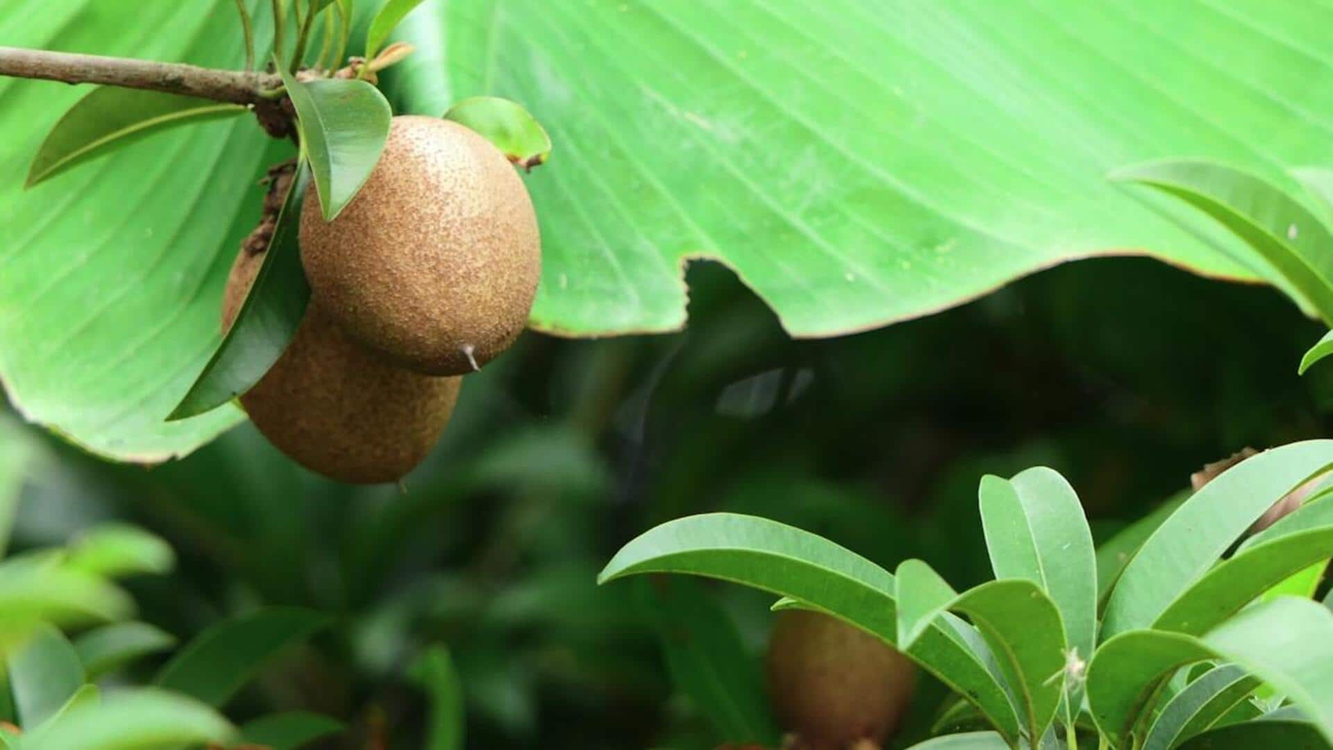 சப்போட்டா பழம்: ஊட்டச்சத்து, உடல்நலப் பயன்கள் மற்றும் பல