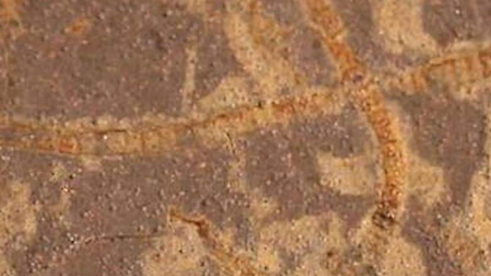 செயற்கை நுண்ணறிவு உதவியுடன் பூமியின் 3.3 பில்லியன் ஆண்டுகள் பழமையான உயிரினங்களின் தடயங்கள் கண்டுபிடிப்பு