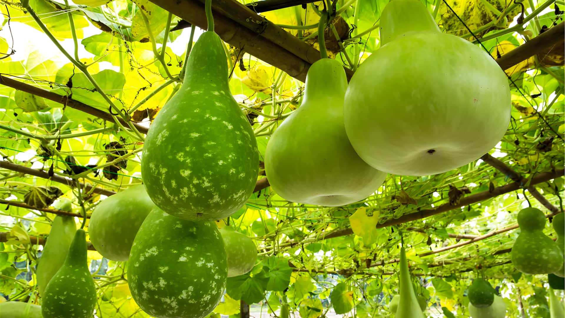 தினசரி உணவில் சுரைக்காயை சேர்த்துக்கொள்ள சில அருமையான வழிகள்!