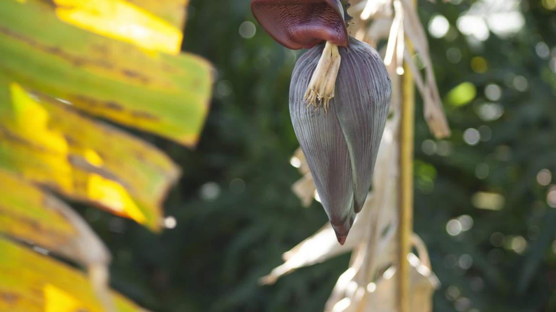 வாழைப்பூவை ஏன் 'சூப்பர்ஃபுட்' என்கிறார்கள் தெரியுமா? சர்க்கரை நோய் முதல் எடை குறைப்பு வரை; மறைந்துள்ள 5 ரகசிய நன்மைகள்