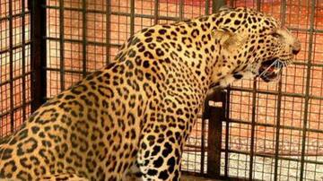 திருப்பதி மலைப்பாதையில் சிக்கிய மற்றொரு சிறுத்தை - வைரல் வீடியோ 