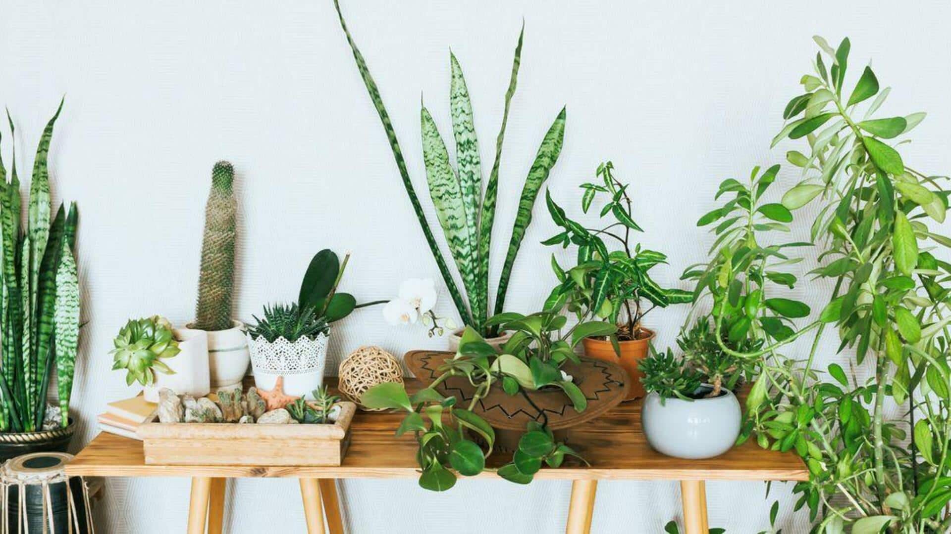 வீட்டிற்குள் தாவரங்களை வளர்ப்பது உங்கள் நலனை எப்படி மேம்படுத்துகிறது?