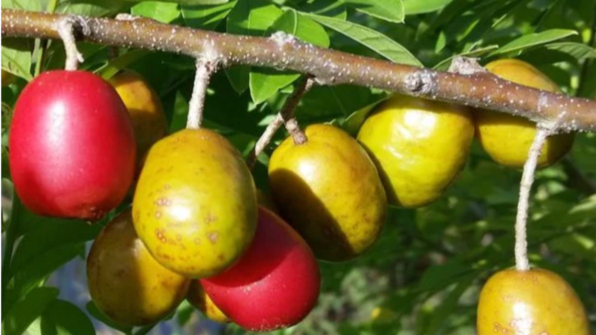 ஸ்பான்டியாஸ் பழம்: ஊட்டச்சத்து மற்றும் ஆரோக்கிய நன்மைகள்!