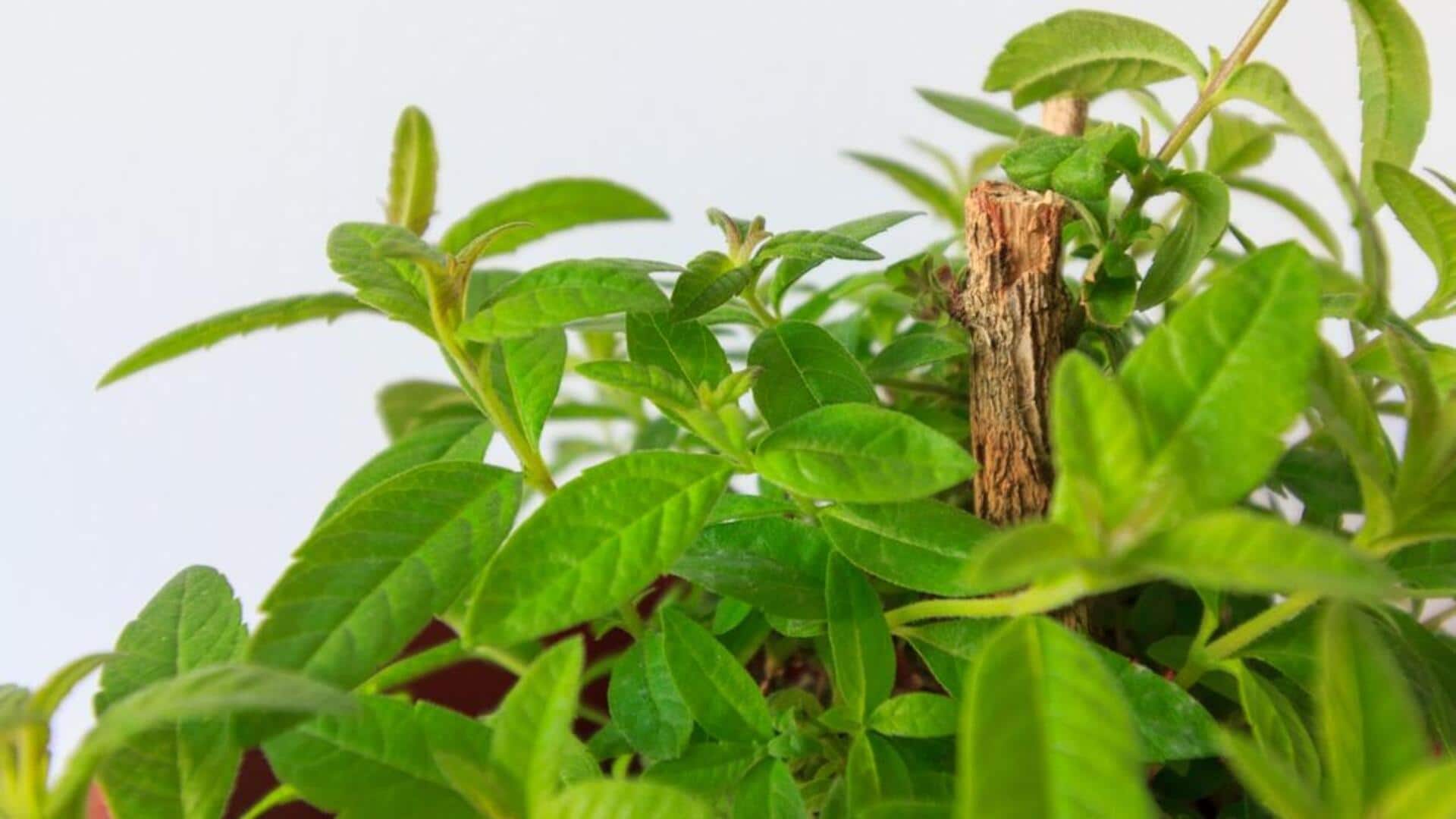 லெமன் வெர்பெனா செடியை வீட்டிற்குள் வளர்ப்பது எப்படி? பராமரிப்பு டிப்ஸ்