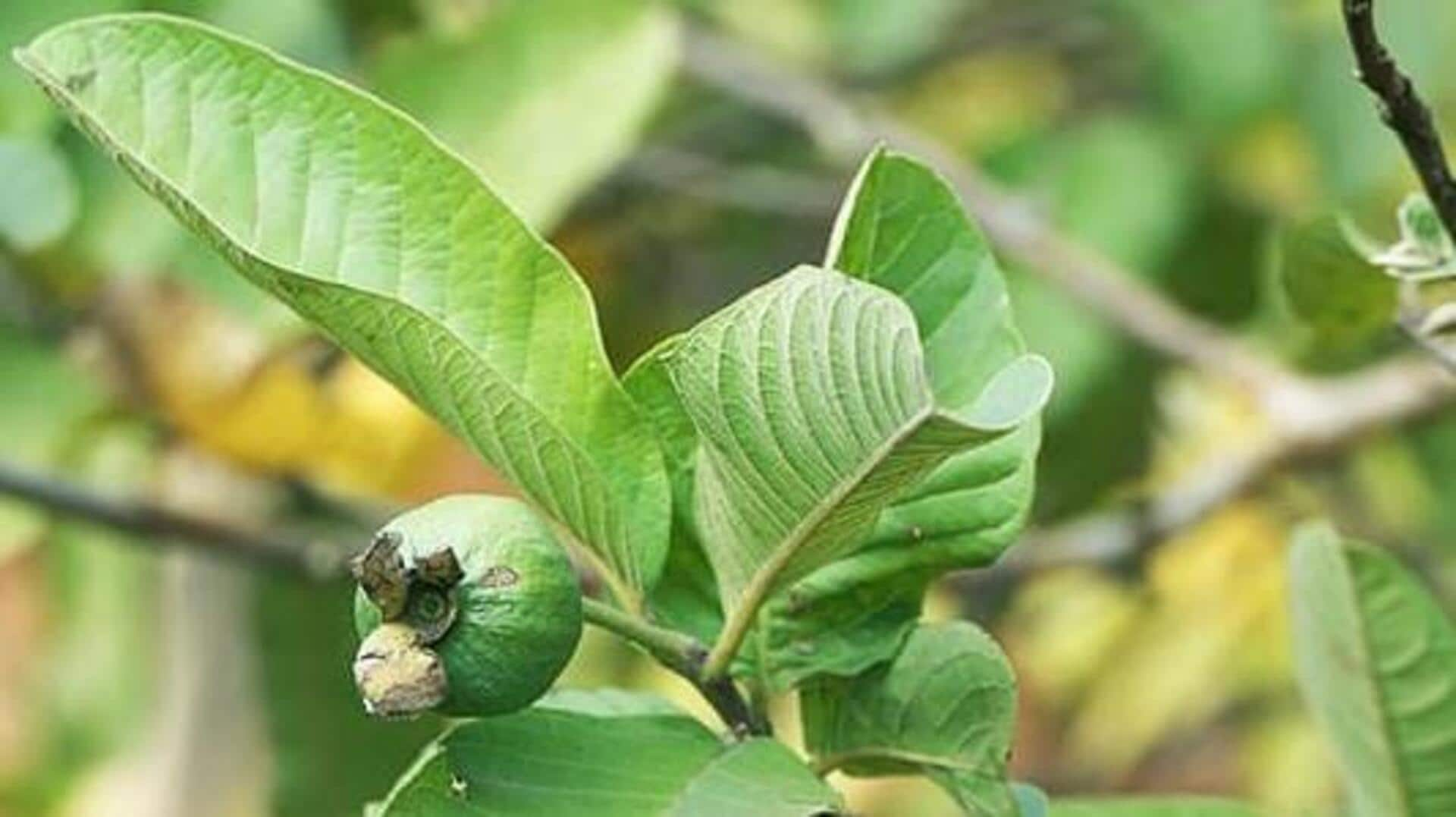 கொய்யாவின் நன்மைகளை அறிந்திருப்பீர்கள்; கொய்யா இலைச் சாறில் உள்ள அற்புதங்களை அறிவீர்களா?