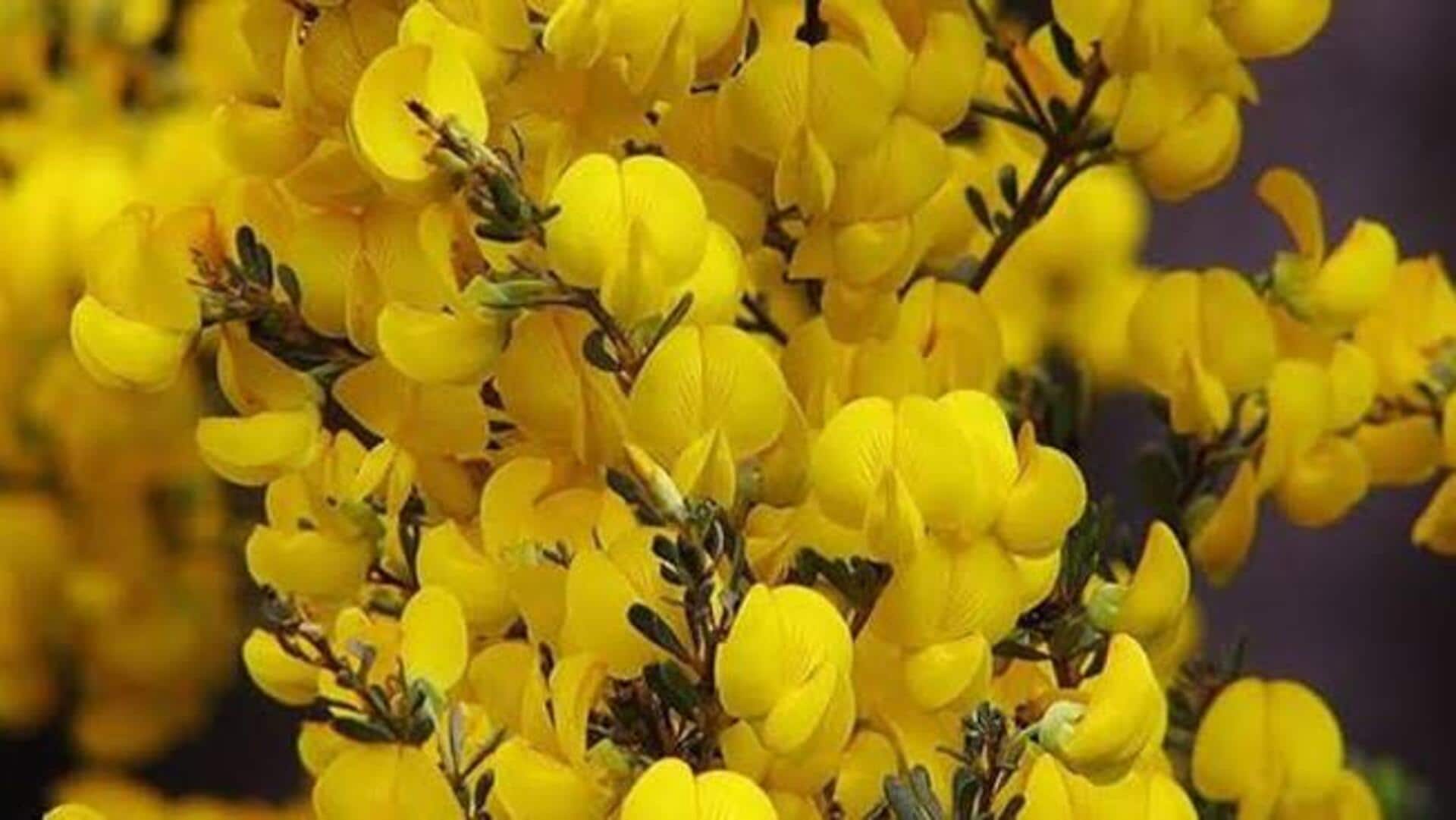 ஆப்பிரிக்கன் ஹனிபுஷ்ஷைப் பயன்படுத்த 5 வழிகள்